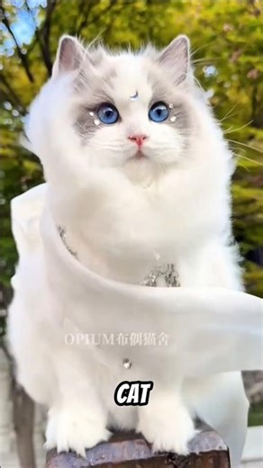 The Most Beautiful Animals on Earth🦋 #animals #animalshorts