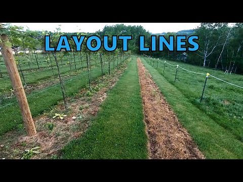 How-to Lay-Out and Plant a Vineyard Row - Part 1