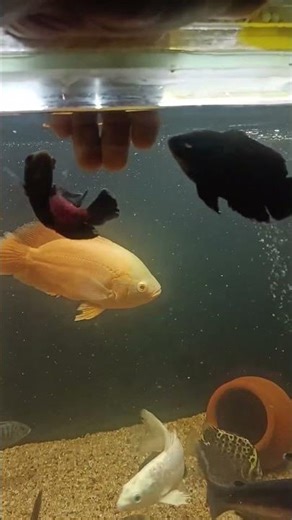 ❤️#oscarfish#aquarium#shortsfeed#bhiwandi#kurla#crawfordmarket#galiffstreetpetmarket#pets#ytshorts