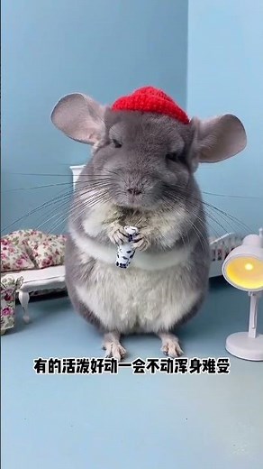 Cute Chinchillas in a Hairy Adventure!