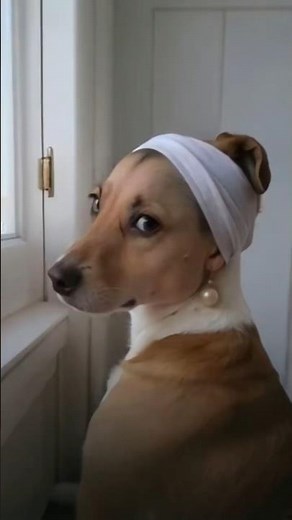 Funniest Animals Video Compilation 😂 | Try Not to Laugh #shorts #funny #animals