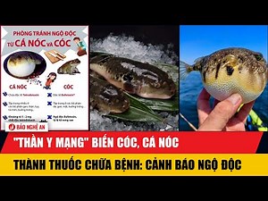"Thần y mạng" biến cóc, cá nóc thành thuốc chữa bệnh: Cảnh báo ngộ độc