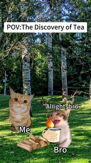 CAT MEMES🐱The Discovery of Tea#catmemes #memes #funnymemes #funny #foryou #relationship
