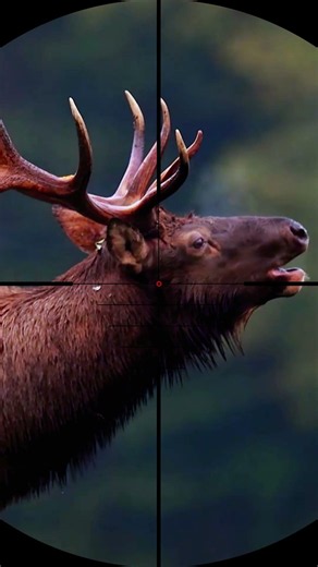 Elk Hunting | Massive Bull Elk Comes in During the Rut #huntingvideos #hunting