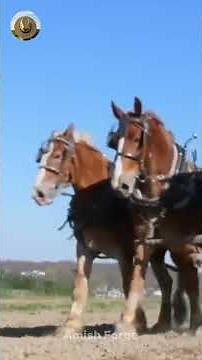 Amish Barn Raising: 200 People, 1 Day | The Amish Life