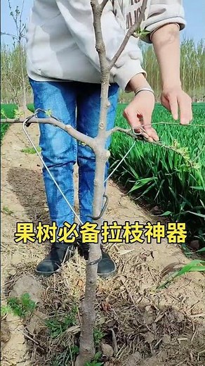 Fruit tree branch shaping uses fruit tree branch shaping artifact