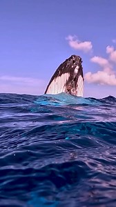 109K views · 4K reactions | Beneath the waves, humpback whales share...