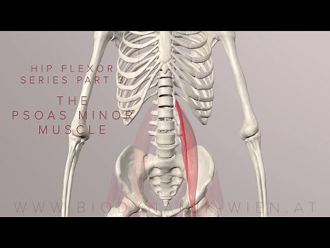 Hip Flexor Series Part 3: The Psoas Muscle Minor (3D Animation)