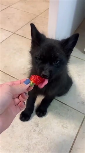 black fox eating a strawberry..🍓🐺