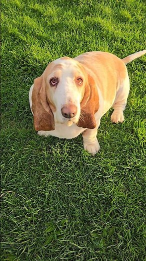 Lazy Basset Hound at the Dog Park