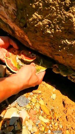 Crazy, this is really strange, the discovery of a nest of gold that was deposited in a fungus attached to a tree, tens of years ago #mining... #goldmining | Chanel Reals