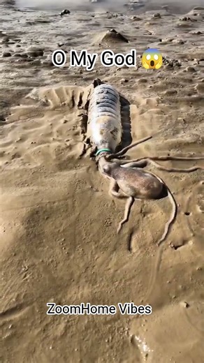 Amazing Sea Creature Rescue"😱| #shortsfeeds #shortsvideo #ytshorts