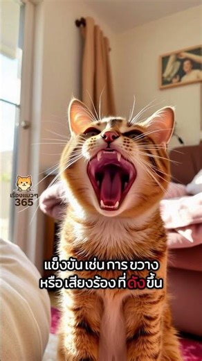 "What are the characteristics of a jealous cat?" #CatStories365 #CatBehavior #CatOwners