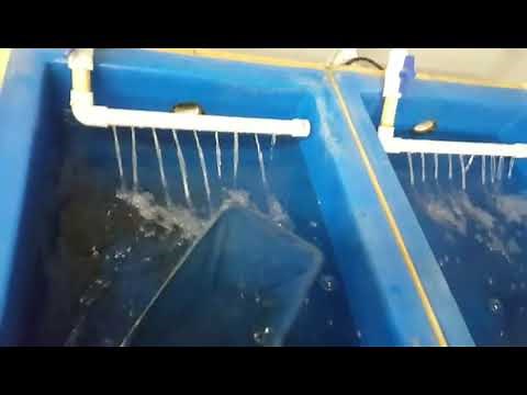 How to keep BAITFISH at home (DIY BAIT TANK)