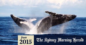 Sea Shepherd's ultimate death scene