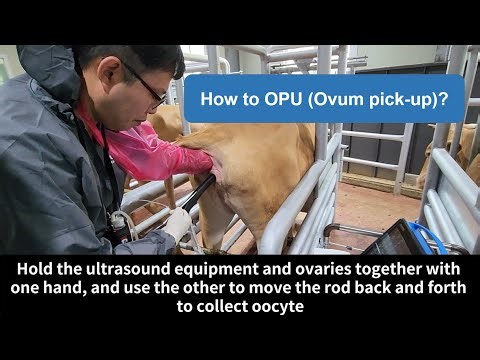 How to OPU(Ovum pick-up)?