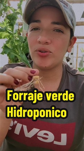 Con 5 libras de maíz se hace forraje verde Hidroponico y constancia, entendí que el resultado está en el sistema, no en el gasto. Si quieres ver resultados reales en el campo, necesitas constancia y un sistema que funcione. 🌱 👉 Sígueme para aprender más sobre forraje verde, producción en casa y cómo reducir costos en el campo. #ForrajeVerde #Agricultura #AlimentoAnimal #CampoRentable #Agricultores