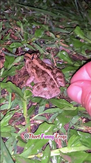 Frog Frenzy! Catching HILARIOUS Jumpers | Frog Catching Adventure | Can’t Stop Laughing These Frogs