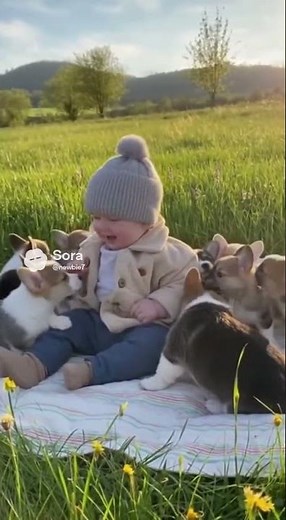 34 Cute Baby and Welsh Corgis’ Outdoor Playdate 🐶💛