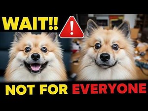 Before You Get a Keeshond… Watch This
