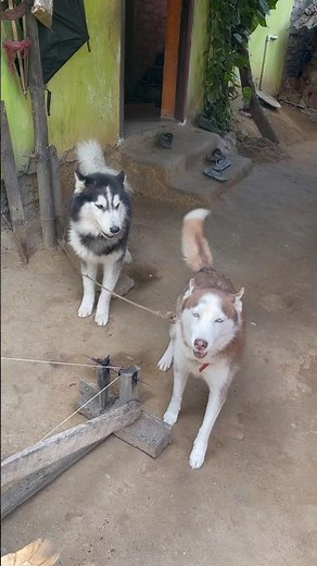 talking husky dog, Alexa🤣🤣🤣🤣