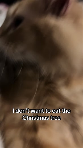 Funny Cat Moments with Christmas Tree