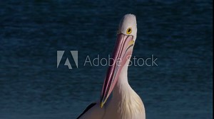 A slow motion scenic shot of an australian pelican's long beak.