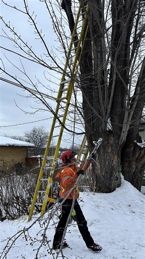 Radio-Canada Environnement on Instagram: "Pour éviter les pannes d’électricité à répétition lors de tempêtes, Hydro-Québec veut intensifier ses travaux de maîtrise de la végétation. #tempête #environnement #arbre"