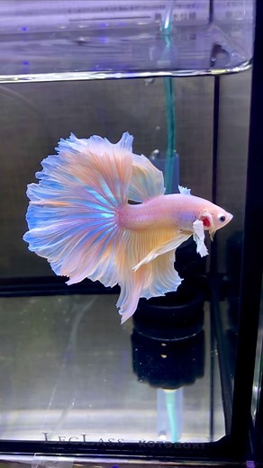 ちょあ | ：Vanilla スローモーションで撮ったばにら君✨ レイが輝いてる…✨ ノーマルカメラでこの美しさ❤‍ iPhone8で頑張って撮りました 新しいiPhoneほしーい お迎え先櫓 @mio.betta.2 様 #酒飲みブリーダー #ベタ #ベタ飼育... | Instagram