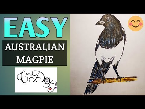 How To Draw An Australian Magpie Step By Step For Beginners | Easy Bird Drawing Tutorial | Draw Easy
