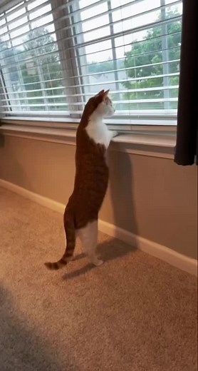 Cats Looking Out the Window - Funny Cat Videos Compilation