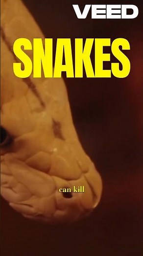 Top 5 most poisonous snakes in the world