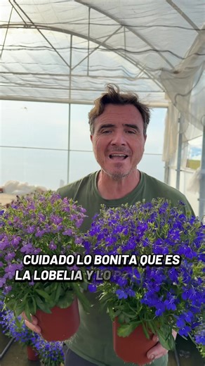 Con lo bonita que es la Lobelia y lo poco que la conocéis es una planta poco demandada, pero da un juego en vuestro Jardines porque siempre tiene flor el color azul es espectacular contarme si os gusta la lobelia #viral #parati #angelillescas #viverosviral #flores