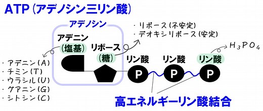【高校生物基礎】代謝（同化・異化）とエネルギー（ATPとADP）のポイント