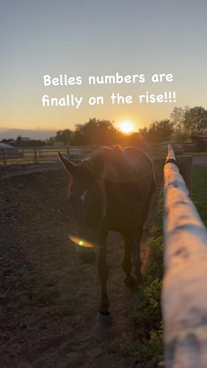 12K views · 1.4K reactions | Belle had another blood test done today and her protein levels are finally rising. They are still low but improving!!! Don’t mind me while I do a happy dance  | Amy Bowers | Facebook