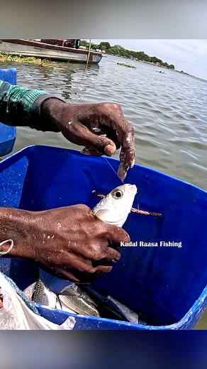 76K views · 495 reactions | Amazing Mullet Fish Catch in River Using Rod & Triple Hook Setup with Maida Bait | Village Fishing Life #MulletFishing #RiverFishing #RodFishing #TripleHookSetup #fblifestyle | Kadal Raasa Fishing | Facebook