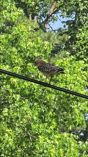 Red Shouldered Hawk