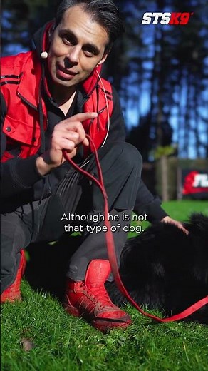 Resource Guarding in Dogs Explained | Free Training Mini-Course