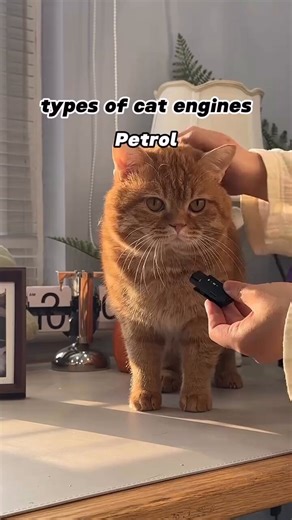 different types of engines 🐾