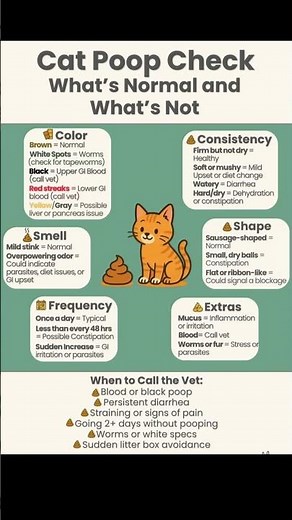 Your Cat’s Poop Can Reveal Health Problems! 🐱💩 Here's What to Watch For