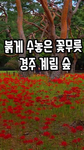 #계림꽃무릇 #경주계림숲 ##힐링숲길 #꽃무릇명소 #가을나들이 #가을명소추천 #가을여행지 #가을을수놓다