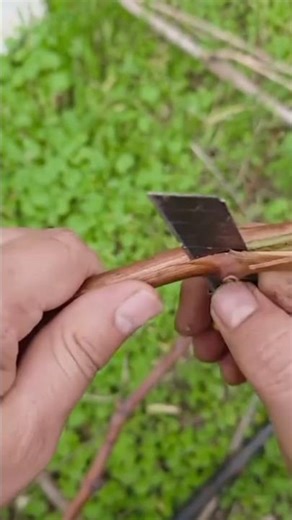 Fruit Tree Grafting Techniques FarmersHelpTeam Happy Hometown Village Spring Farming Season Tips