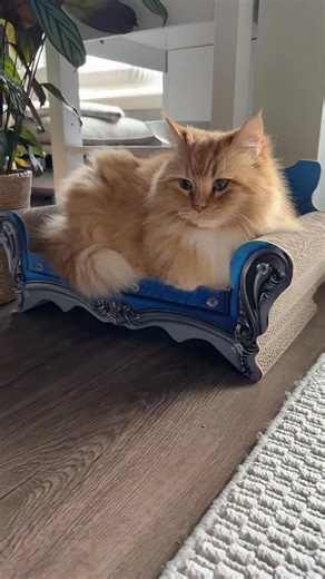 Sir Fur on Instagram: "Sir Fur’s life expectancy: Forever"