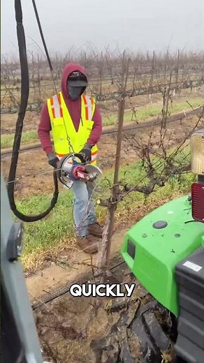 Modern Vineyard Pruning Techniques 🍇