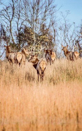 Elk Tours in Prestonsburg, Kentucky - Prestonsburg Tourism