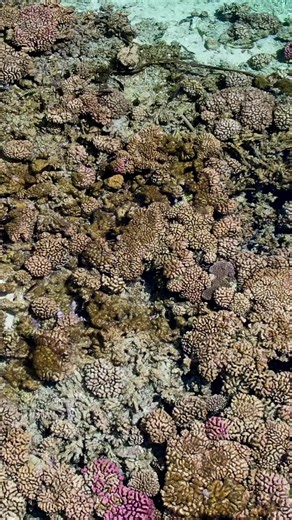 Fakarava’s coral reef from above. This atoll is part of a UNESCO Biosphere Reserve and protects one of the healthiest reef systems in French Polynesia. The shallow lagoon is dominated by hard corals like table, branching, and massive corals that build the reef structure. These corals grow slowly, but they create habitat for thousands of fish and invertebrate species. Clear water, limited coastal development, and strong local protection help keep this reef resilient compared to many others around