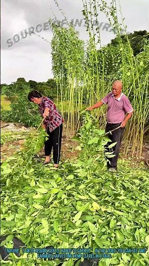 Farm Life: Harvesting Hemp Leaves in the Field