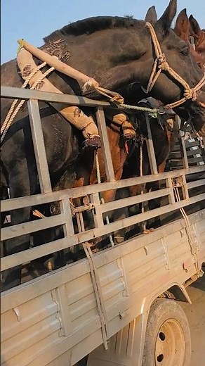Loading Horses: Farmer Skillfully Transports Horse from Rural Farm to Truck 👀