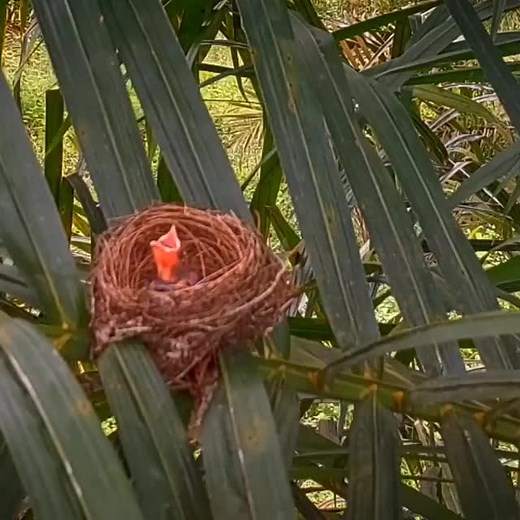 Tropical Bird Nesting Behavior in Lush Greenery