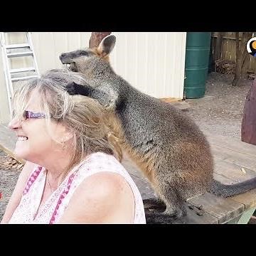 Rescue Wallaby Loves To Drive His Parents Nuts - LUCKY | The Dodo